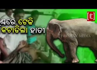 ହାତୀ ଆକ୍ରମଣରେ ବୃଦ୍ଧ ଗୁରୁତର