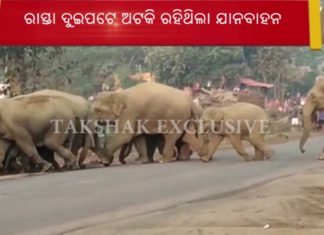 ରାସ୍ତା ପାରିହେଲେ ହାତୀପଲ