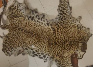 ପୁଣି ଜବତ ହେଲା ବାଘ ଚମଡା