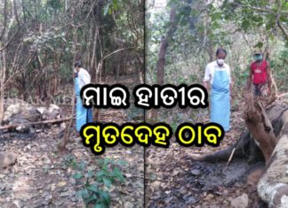 ହାତୀର ଗଳିତ ଶବ ଉଦ୍ଧାର