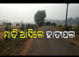 ନିଦ ହଜାଇଲେ ହାତୀପଲ