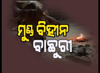 ଜନ୍ମ ନେଲା ମୁଣ୍ଡ ବିହୀନ ବାଛୁରୀ