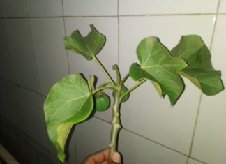 ବିଷାକ୍ତ ଫଳ ଖାଇ ୬ ଶିଶୁ ଗୁରୁତର