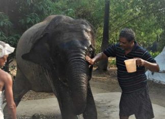 ହାତୀ-ମଣିଷର ନିଆରା ସମ୍ପର୍କ