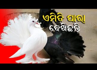 ଆଶ୍ରମର ସୌନ୍ଦର୍ଯ୍ୟ ବଢାଉଛନ୍ତି ଲୋଟଣୀ ପାରା