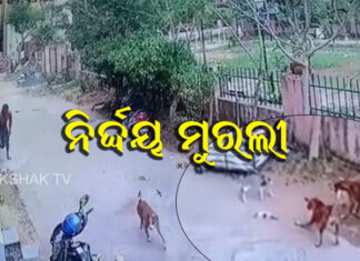 ମହଙ୍ଗା ପଡିଲା କୁକୁର ମୁହଁକୁ ବିଲେଇ ଛୁଆ ଫିଙ୍ଗିବା