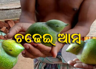 ଗଛରୁ ତୋଳାହେଲା ବିରଳ ଆମ୍ବ