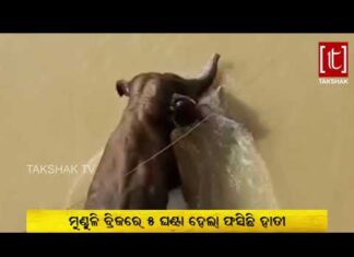 କୂଳକୁ ଆସି ଫେରିଗଲା ହାତୀ