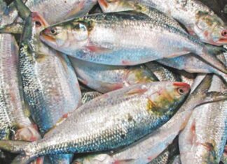 ଇଲିଶି ମାଛରେ ଭର୍ତ୍ତି ପାରାଦୀପ ମୁହାଣ