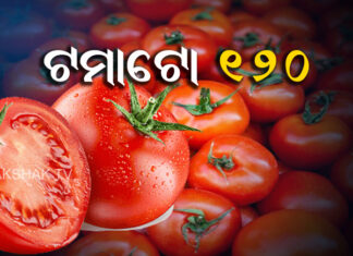 ଜାଣନ୍ତୁ କେତେରେ ବିକ୍ରୀ ହେଉଛି ଟମାଟୋ