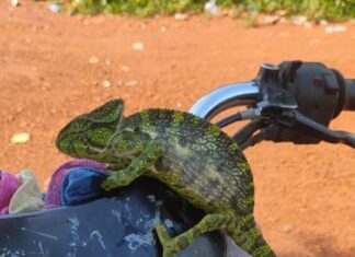 ଦେଢ ଲକ୍ଷ ଟଙ୍କିଆ ଏଣ୍ଡୁଅ