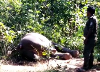 ପୁଣି ବିଦ୍ୟୁତ୍ ତାର ଆଘାତରେ ହାତୀ ମୃତ