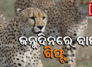 ଜୁନୋ ଜାତୀୟ ଉଦ୍ୟାନରେ ଚିତା ଅତିଥି