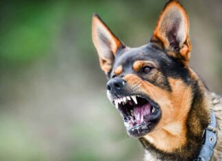 ଘର ବାହାରେ ଖେଳୁଥିଲା ଝିଅ, ଝୁଣିଦେଲା କୁକୁର