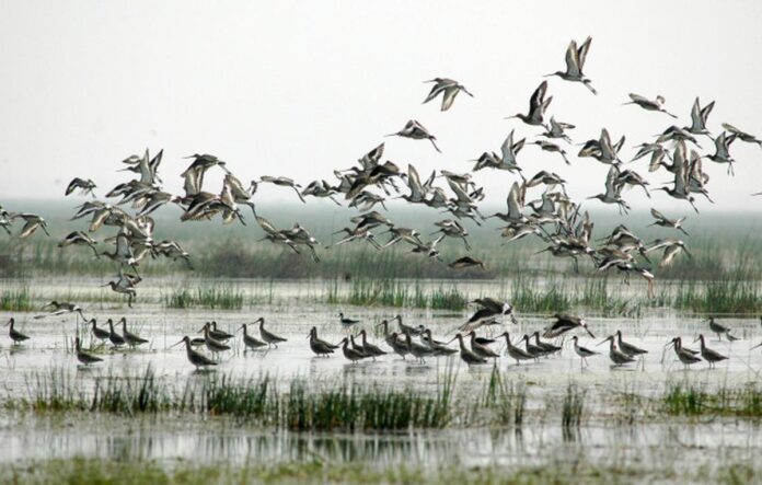 CHILIKA_BIRDS